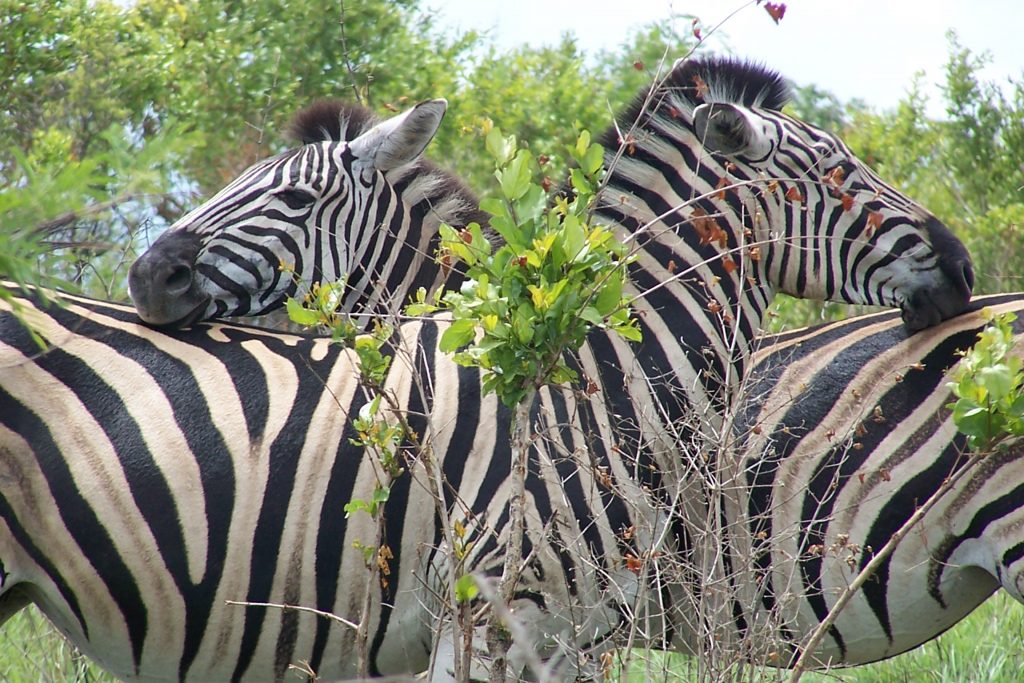 Private group safaris and tours.  Zebra, Watching each others backs