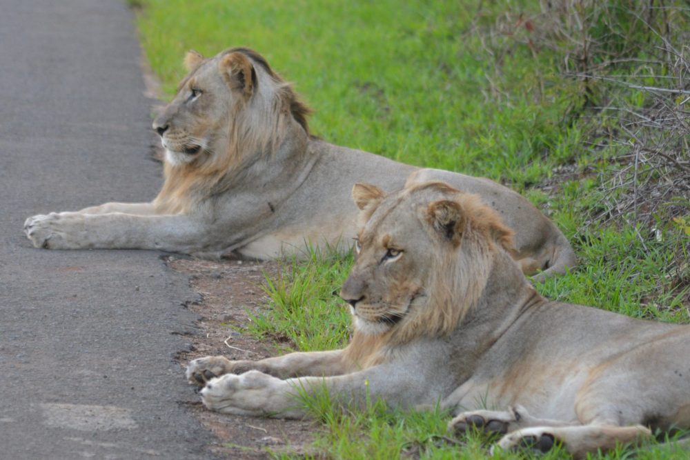 Overnight Safari Adventures for Cruise Ship Guests: Durban and Richards Bay