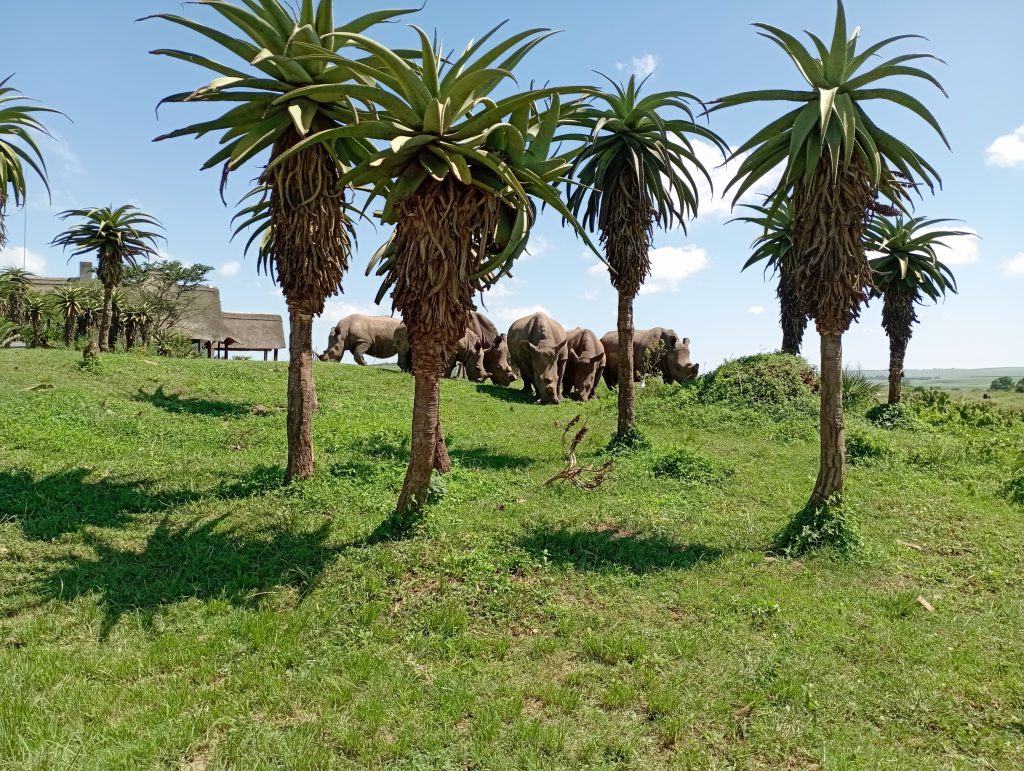 a crash of Rhinos at Tala Game Reserve