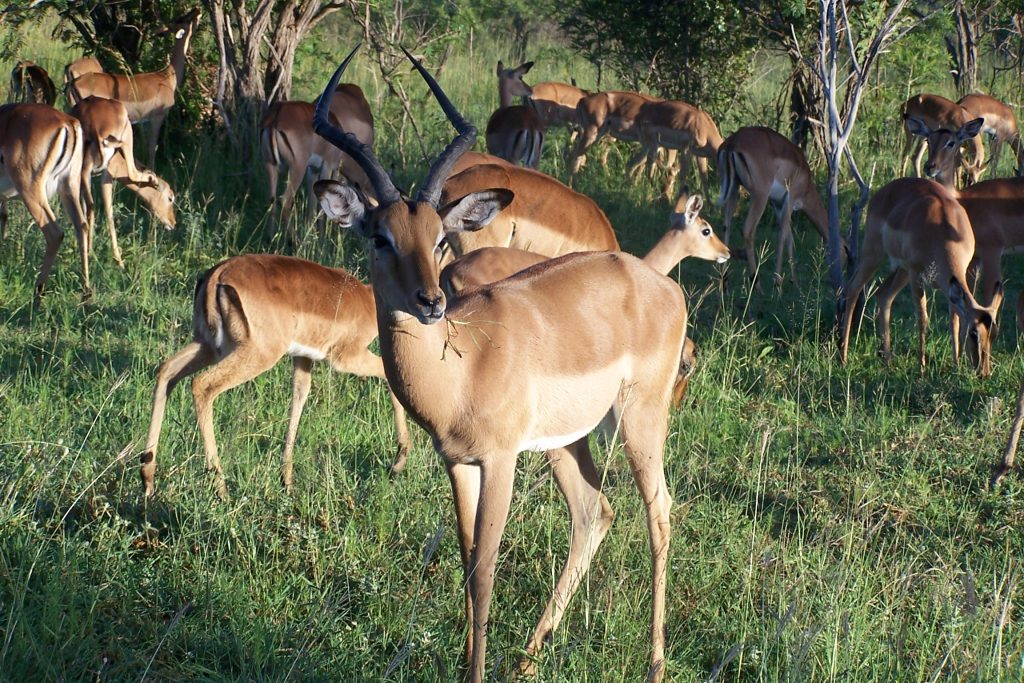impala at Hluhluwe while on a shore excursion
