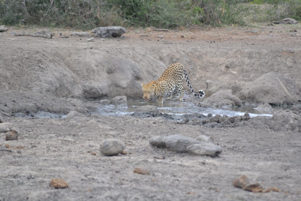 leopard spotted while drink at a waterhole on and Overnight safar