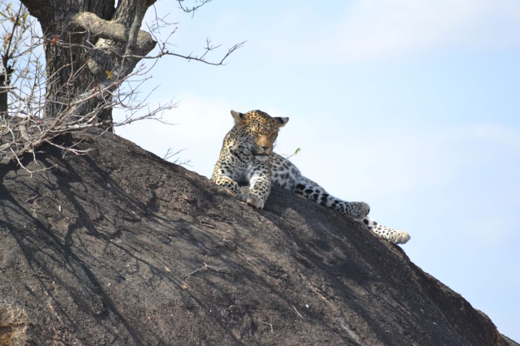 leopard rests in the midday sun while; spotted on a safari trip to Kruger National Park
