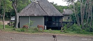 some chelet accommodation on Safari