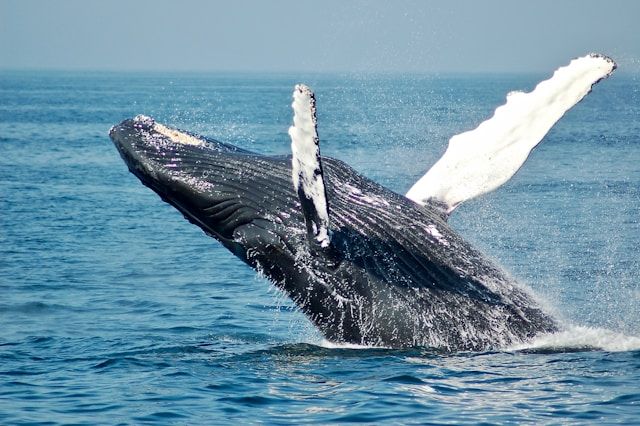 Whale Watching St. Lucia allows you to see whales from a safe vantage point like this humpback breaching
