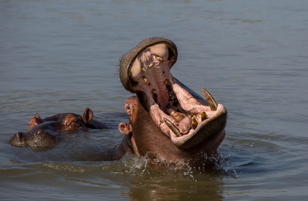young hippos at play during iSimangaliso Wetland Park safari